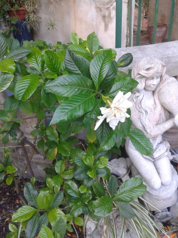 B&B Albatros Lipari Kültér fotó